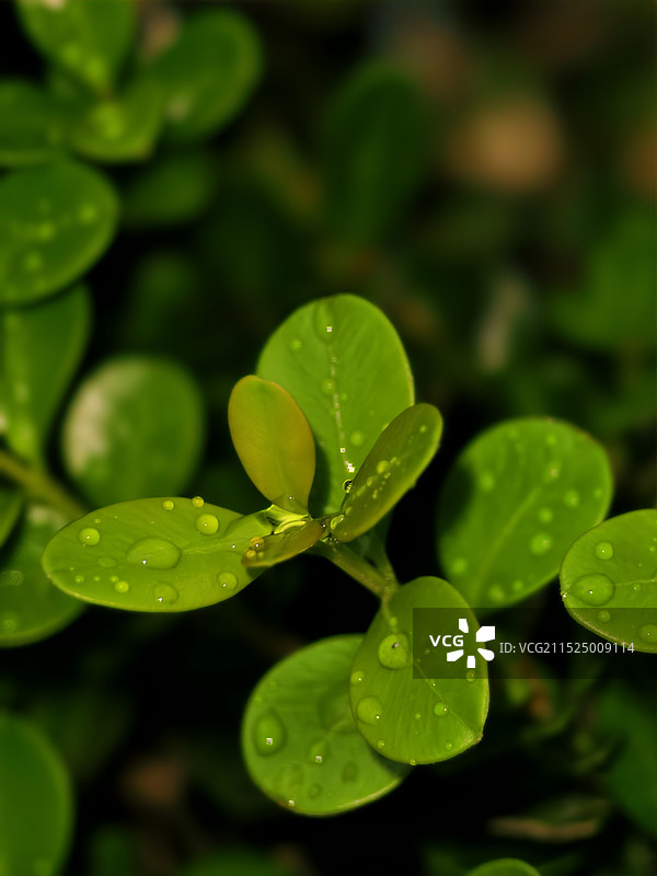 户外生长的清新植物叶子图片素材