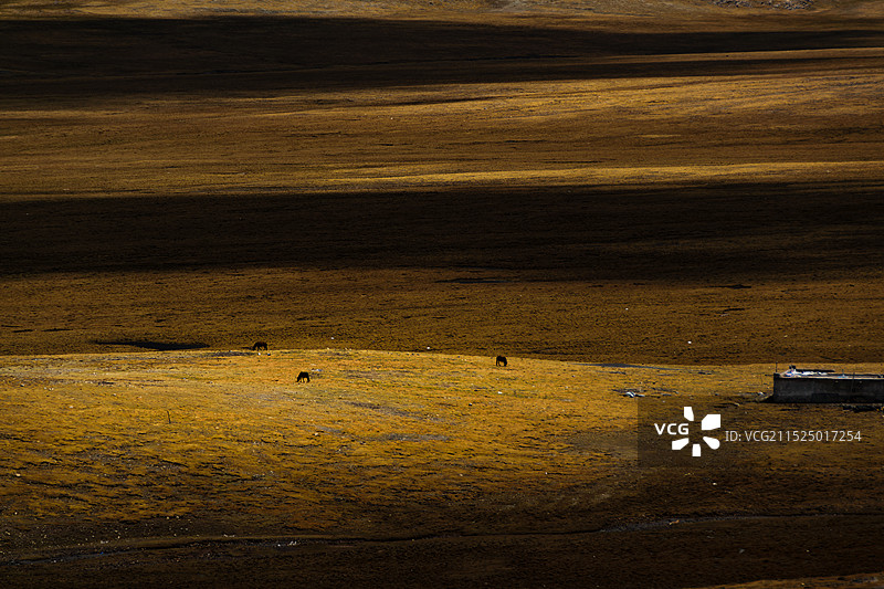 唐古拉山口的遥远牧场图片素材