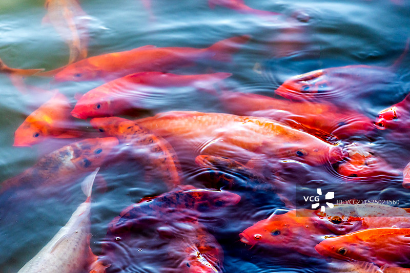 锦鲤红鲤鱼金鱼游动戏水跃动图片素材