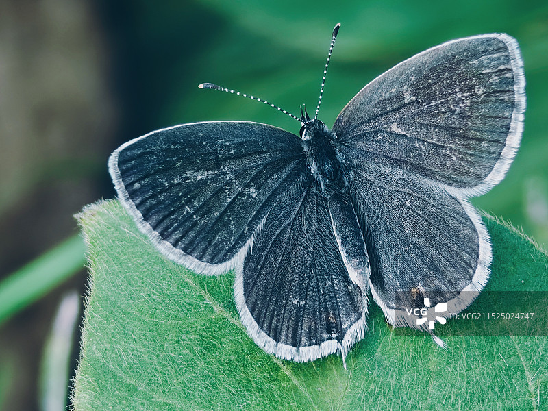绿叶上的小灰蝶图片素材