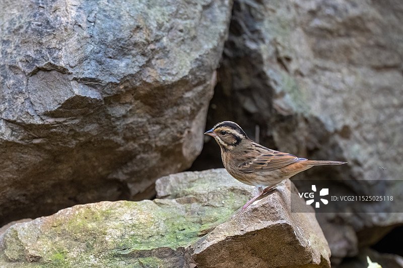 自然生态环境山岩上的白眉鹀图片素材