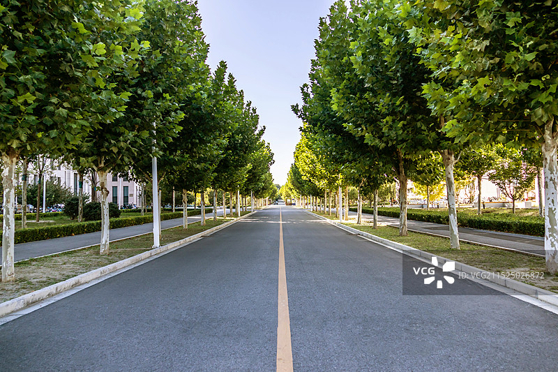 树木成群林荫大道图片素材