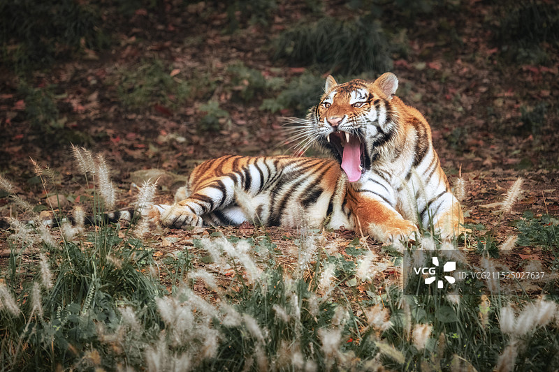虎啸震山图片素材