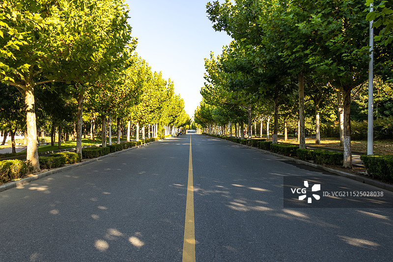 阳光下的林荫大道街道图片素材