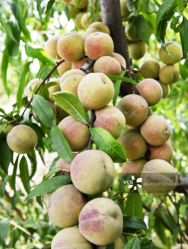 山东枣庄山亭区水泉镇围泉村果园内硕果累累的冬桃挂满枝头图片素材