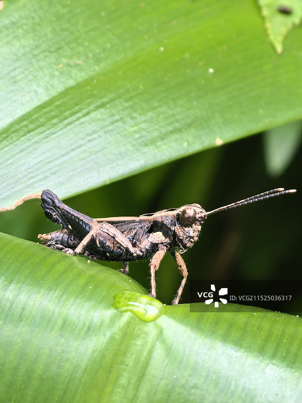 绿叶上的蝗虫图片素材