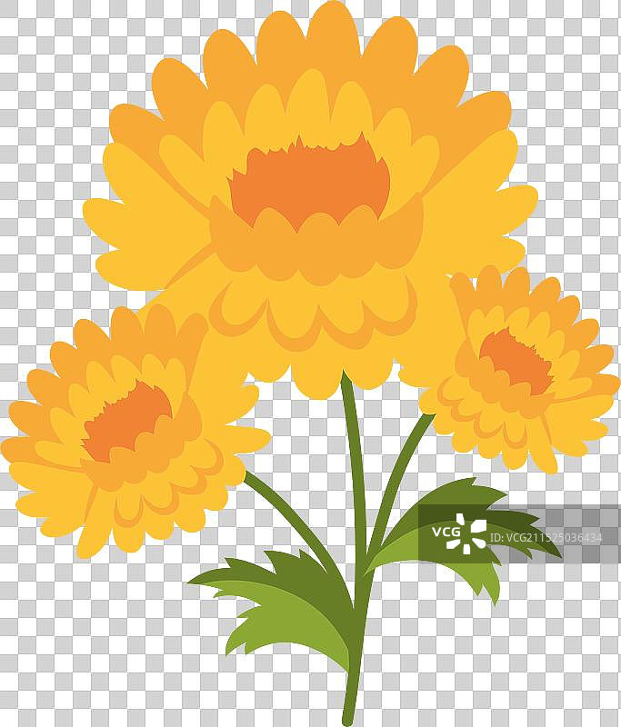 盛开的金盏花图片素材