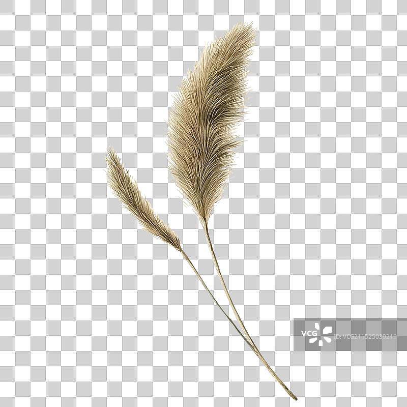 米色水彩绘画图片素材