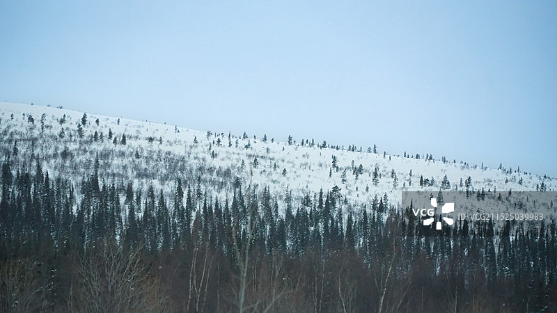 冬季俄罗斯北极圈森林风光图片素材