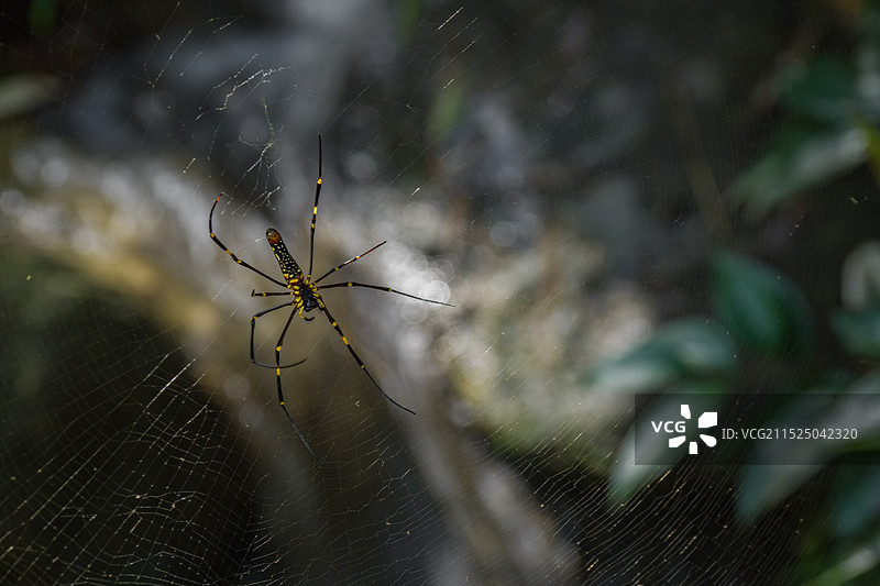 蜘蛛图片素材