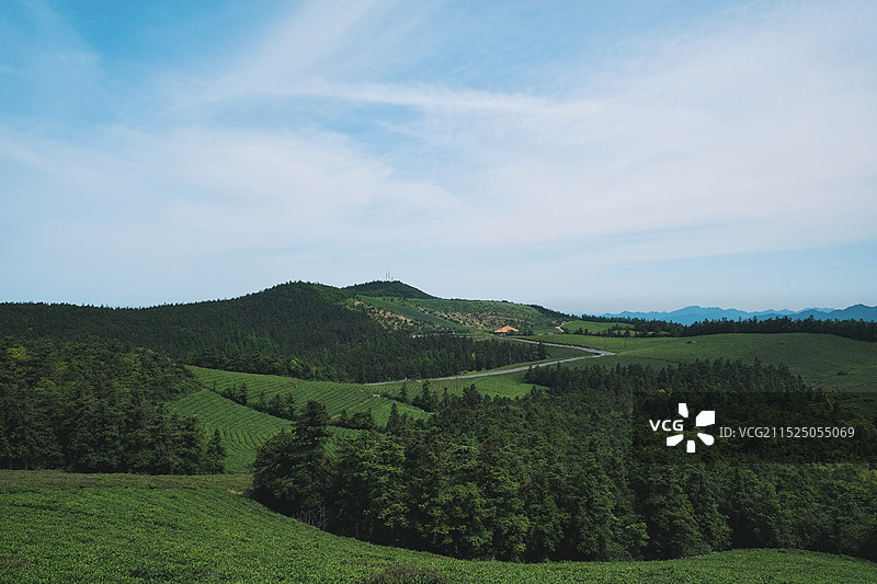 春天宁波福泉山景区绿色茶园梯田里的茶叶图片素材