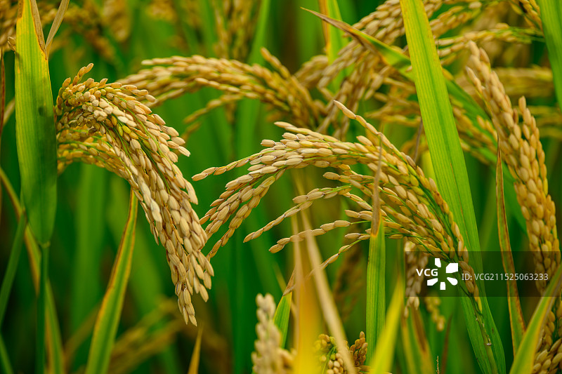 稻田里的水稻图片素材