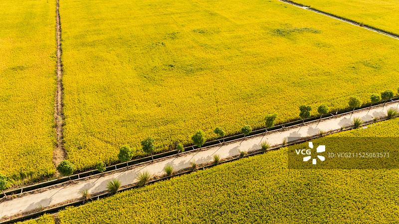 稻田农田航拍视角图片素材
