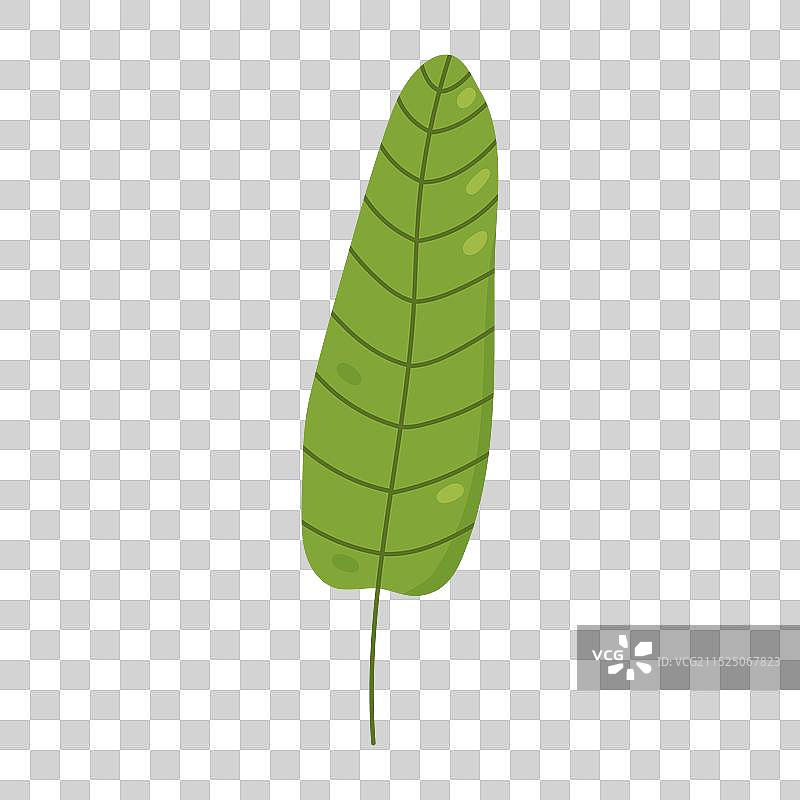 热带香蕉叶图片素材