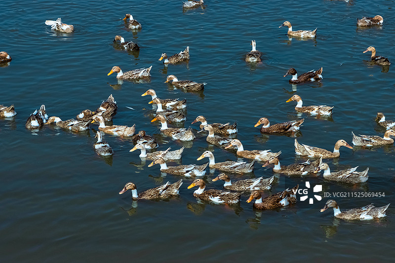 水面上的大群鸭子图片素材