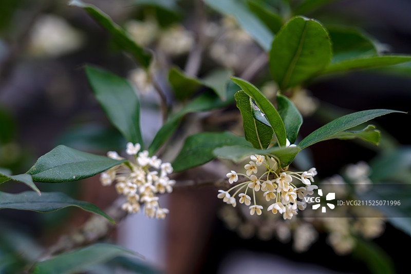 秋分时节的桂花飘香图片素材