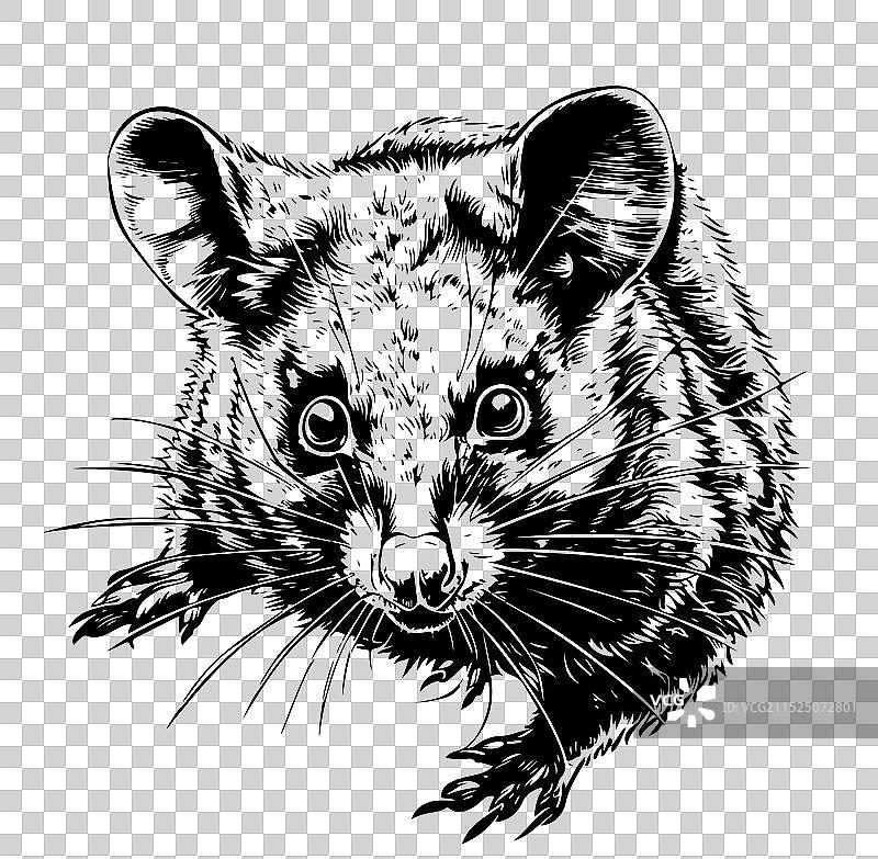 负鼠素描图片素材