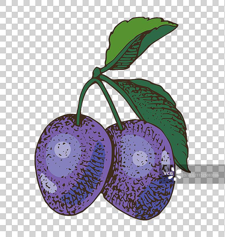 带有成熟果实的李子树枝图片素材