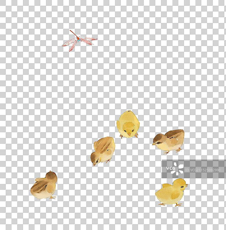 一群小鸡和一只小蜻蜓图片素材