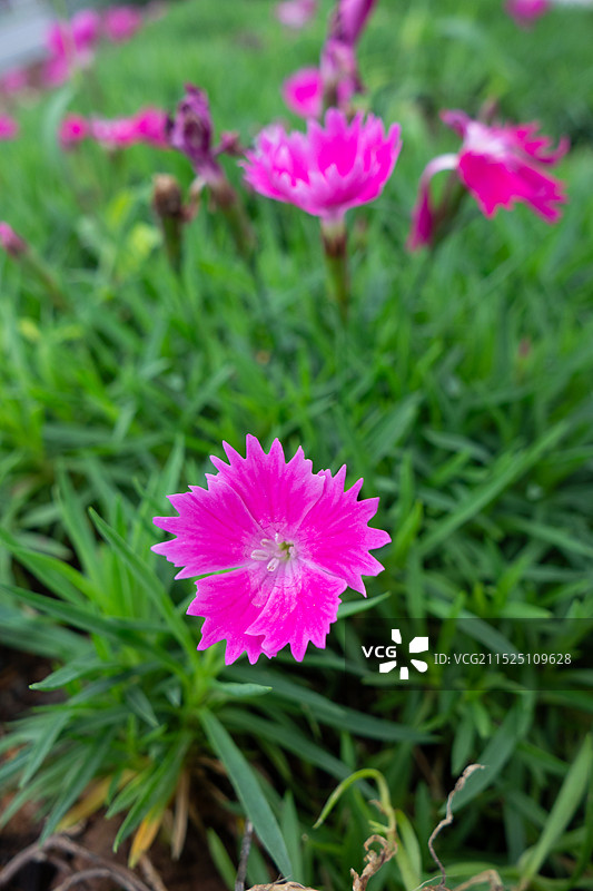 花园里的石竹花一组图片素材