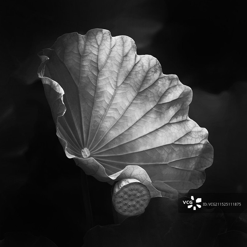 荷叶与莲蓬的特写镜头图片素材