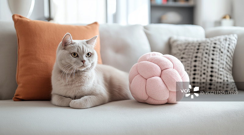 沙发上的猫咪图片素材