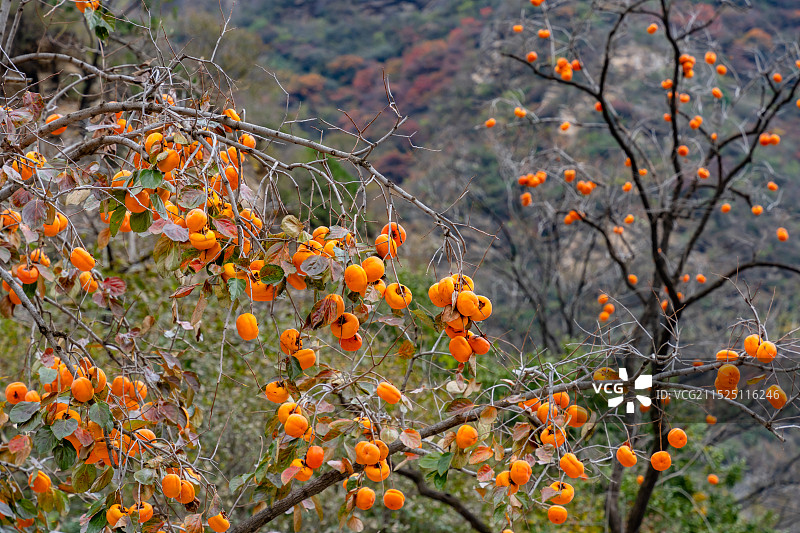 山林中的柿子树结满了黄澄澄的柿子图片素材