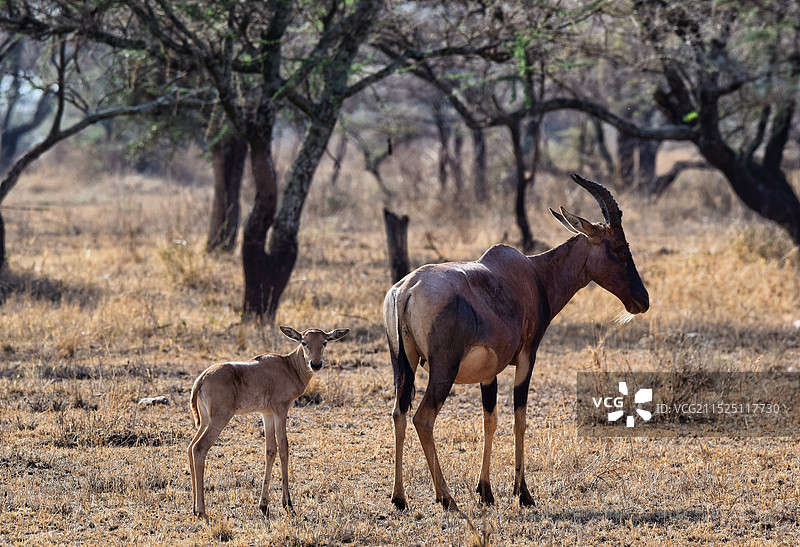 鹿站在田野上的侧视图图片素材