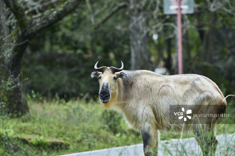 唐家河-牛羚图片素材