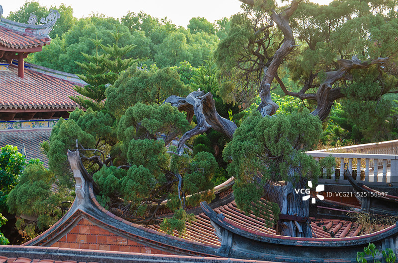 泉州开元寺，绿树和红瓦交错图片素材