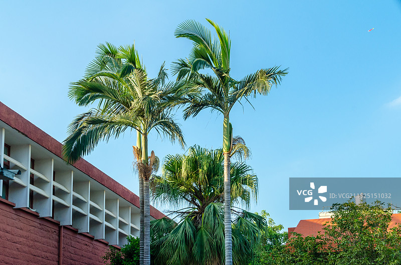 福建泉州开元寺内的棕榈椰子树图片素材