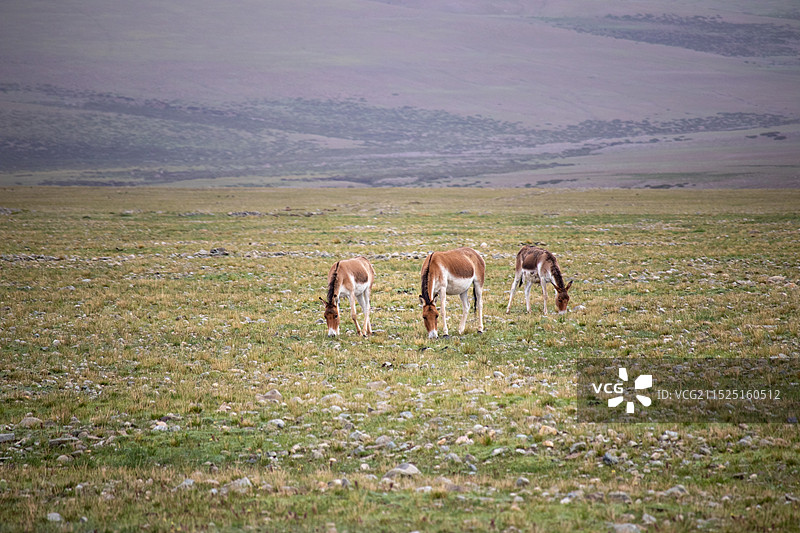 藏野驴图片素材