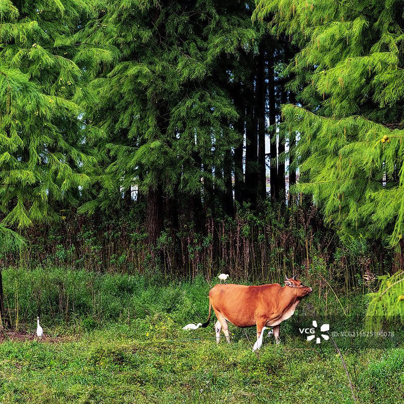 水杉林中的牛与白鹭图片素材