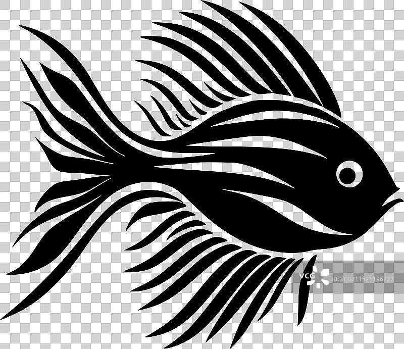 黑白神仙鱼图片素材