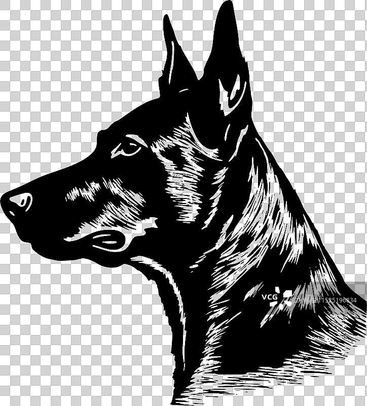 澳大利亚卡尔比犬 - 简约风格图片素材