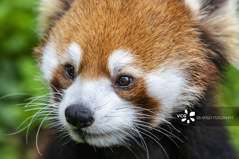 小熊猫 (Ailurus fulgens) 的特写照片图片素材