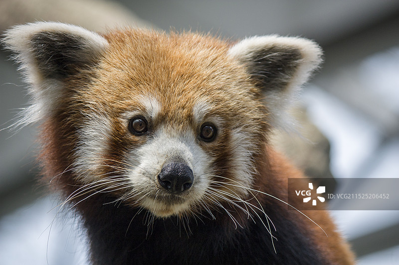 小熊猫 (Ailurus fulgens) 的特写照片图片素材