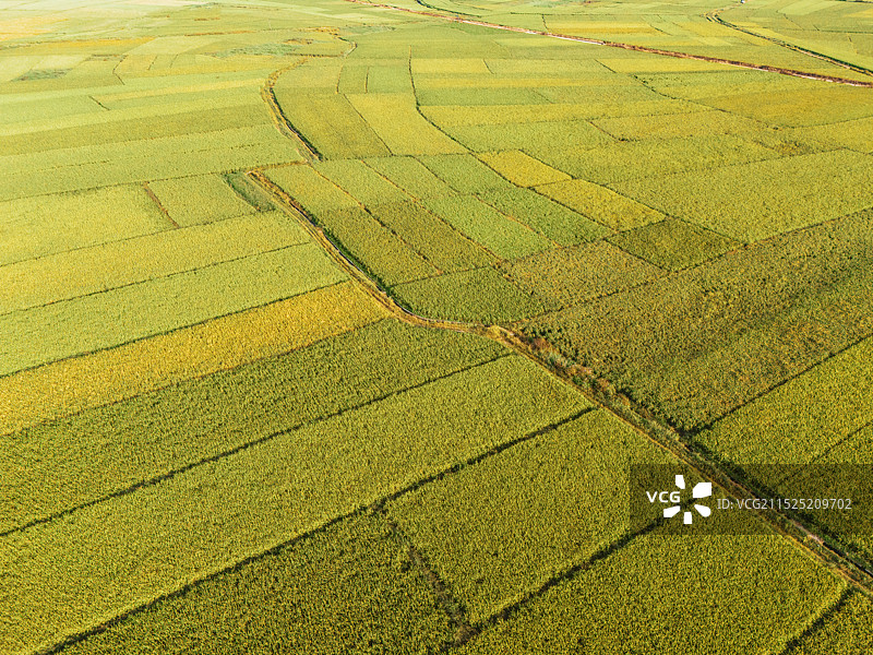 稻田里的稻谷，万亩良田图片素材