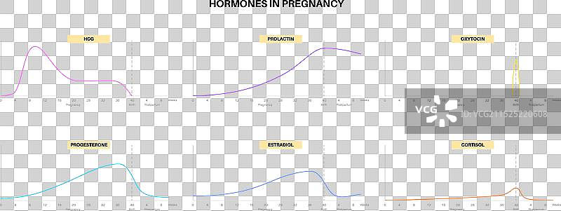 怀孕期间的激素图片素材
