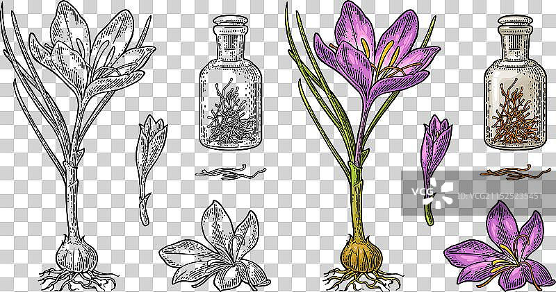 藏红花干丝植物瓶图片素材