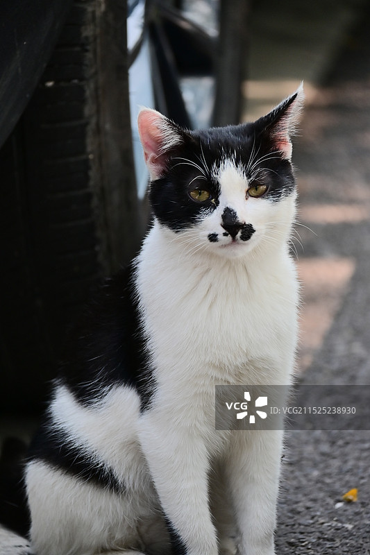 滨海路的山与海图片素材