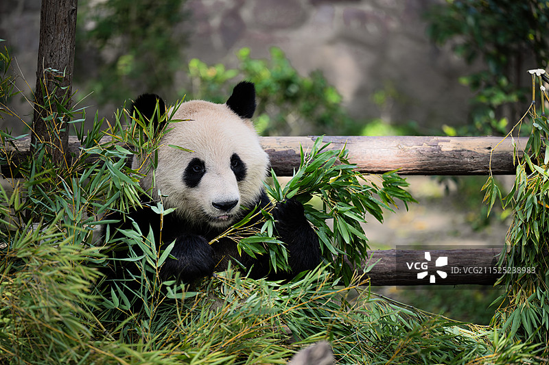 上海动物园里的大熊猫图片素材