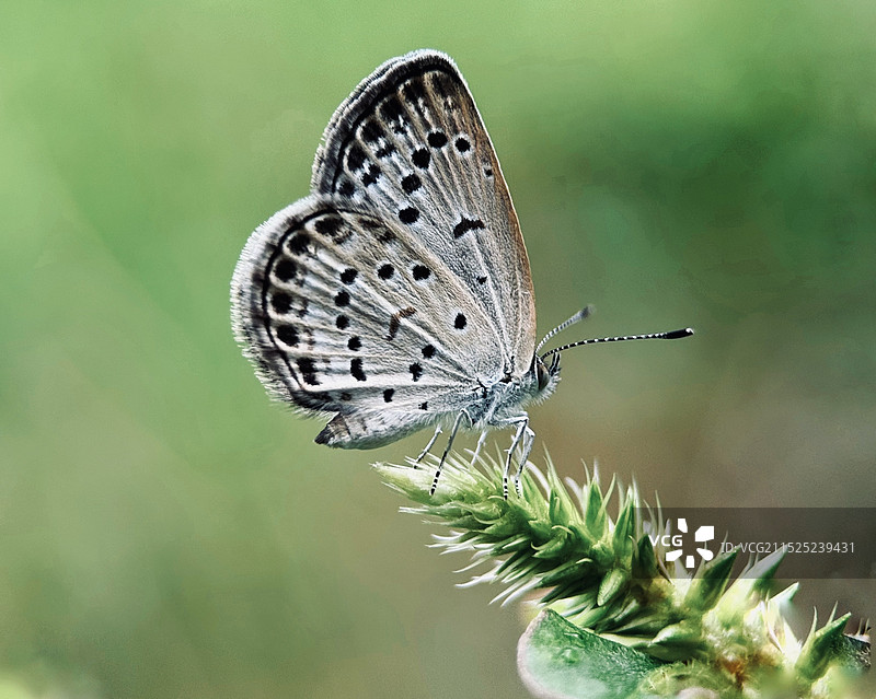 植物上蝴蝶特写镜头图片素材