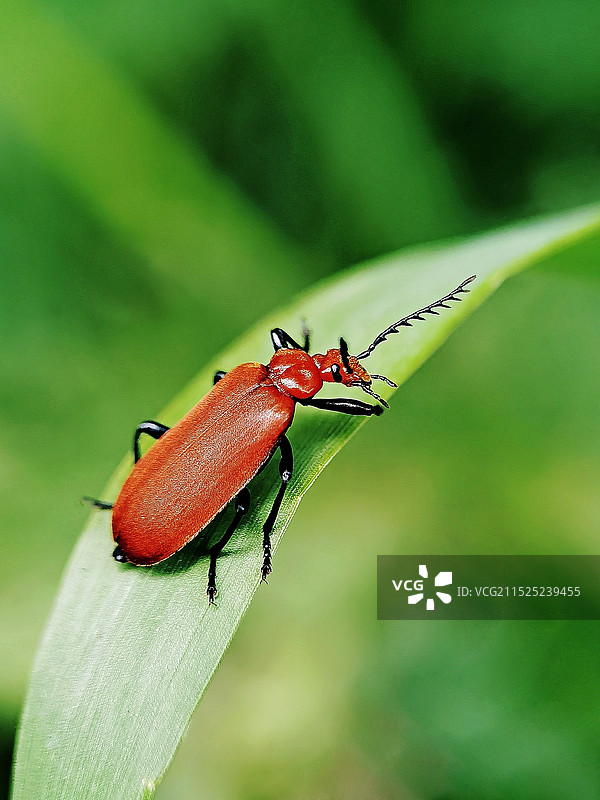 赤翅甲图片素材
