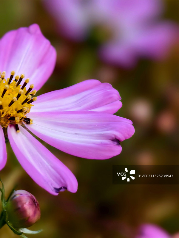 紫色花瓣图片素材