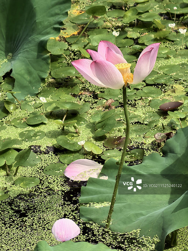 秋天的花图片素材