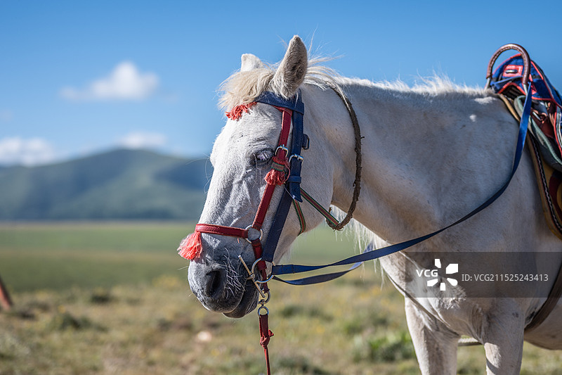 塔公湖的白马图片素材