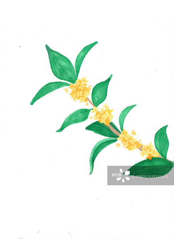 马克笔手绘桂花枝条图片素材