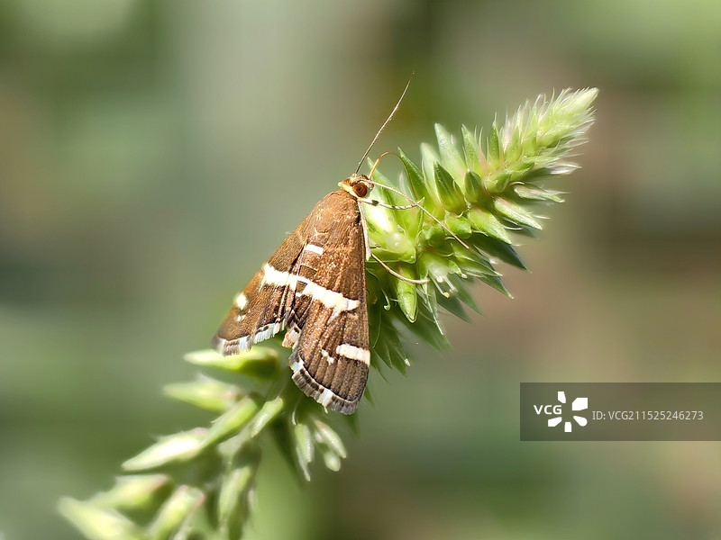 螟蛾图片素材