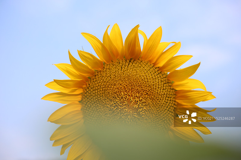 黄色向日葵的特写镜头图片素材